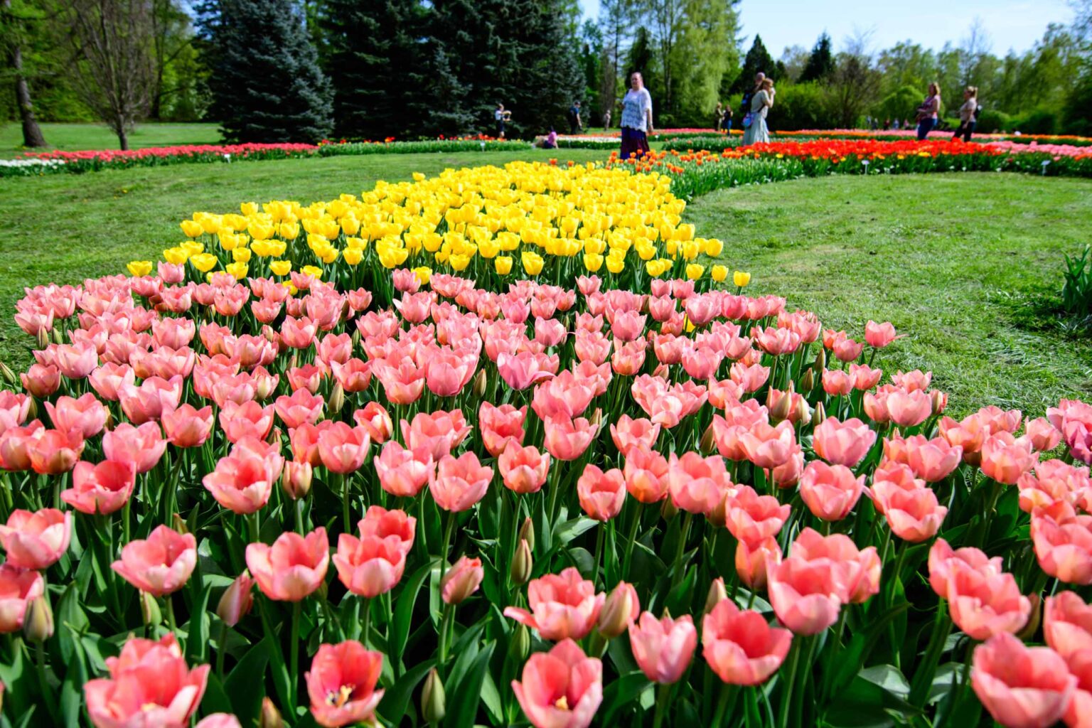 Zakwitly tulipany wiosna w ogrodzie botanicznym 15