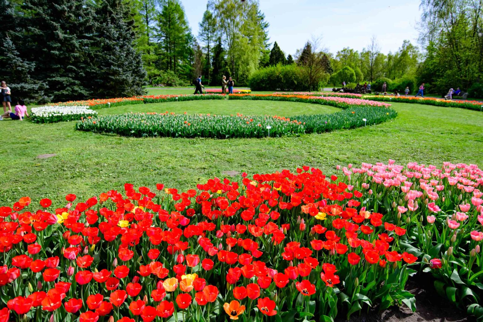 Zakwitly tulipany wiosna w ogrodzie botanicznym 16