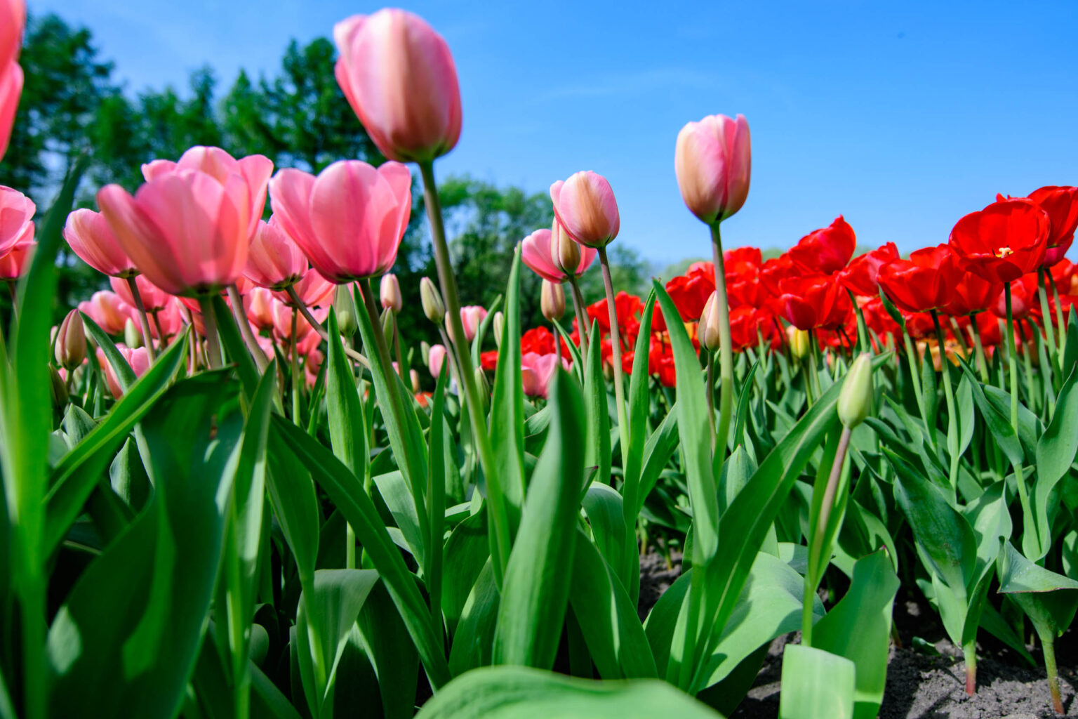 Zakwitly tulipany wiosna w ogrodzie botanicznym 17
