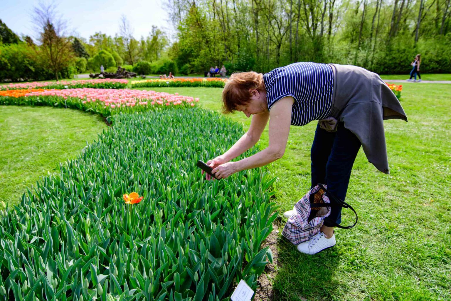 Zakwitly tulipany wiosna w ogrodzie botanicznym 19