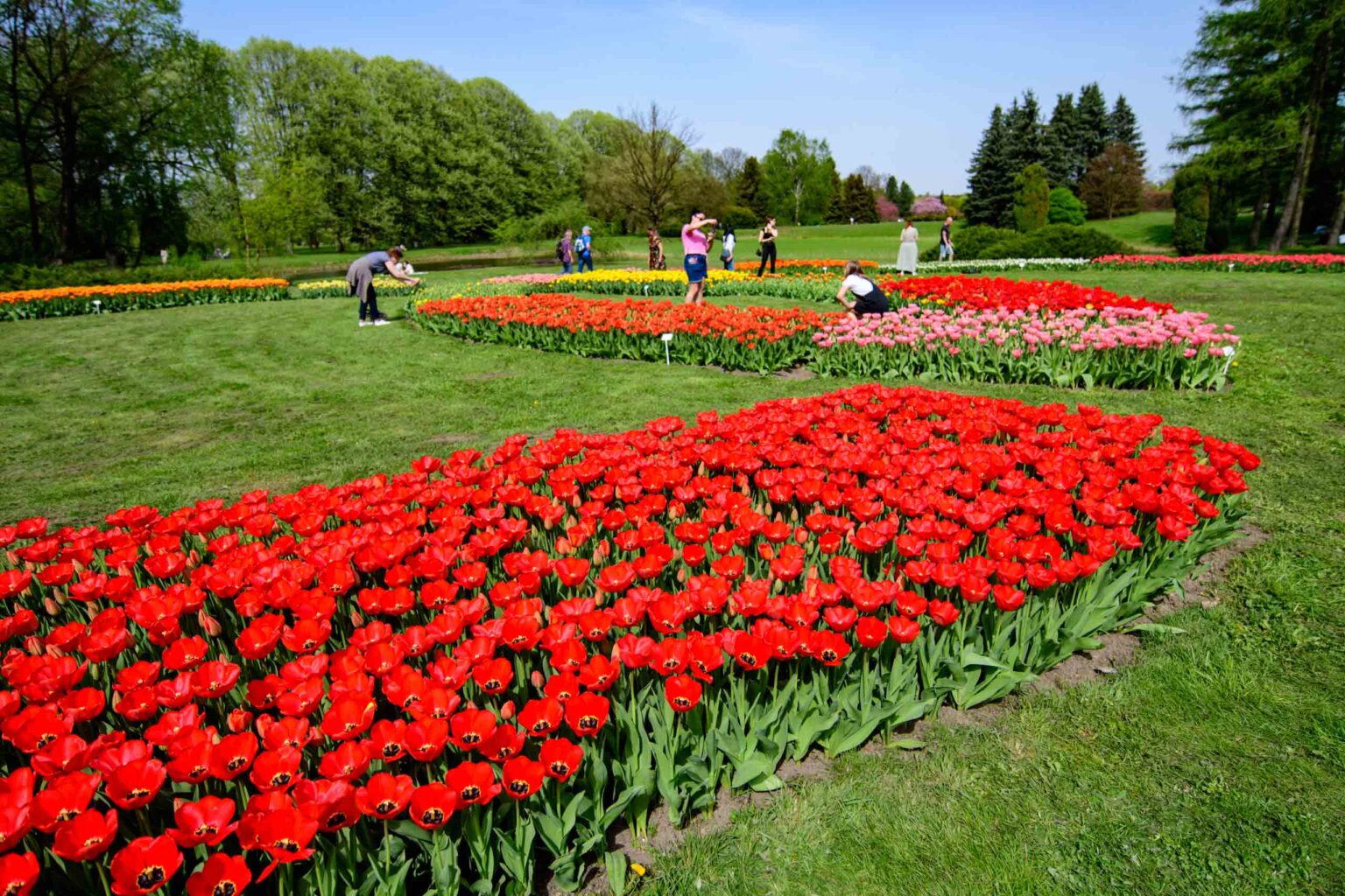 Zakwitly tulipany wiosna w ogrodzie botanicznym 2