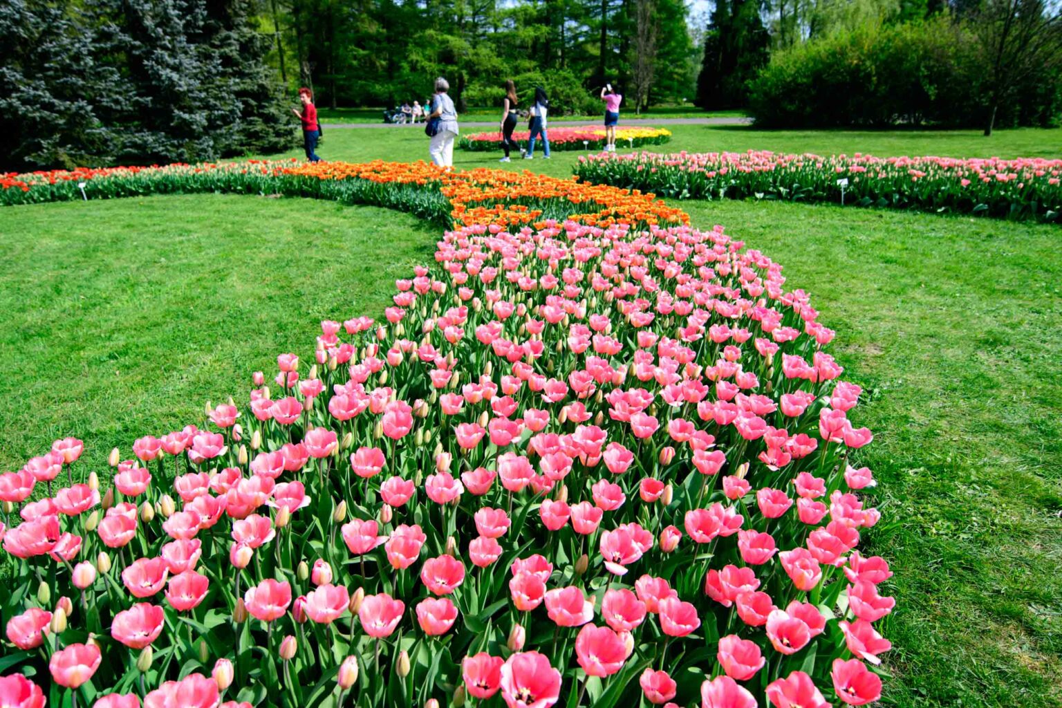Zakwitly tulipany wiosna w ogrodzie botanicznym 20