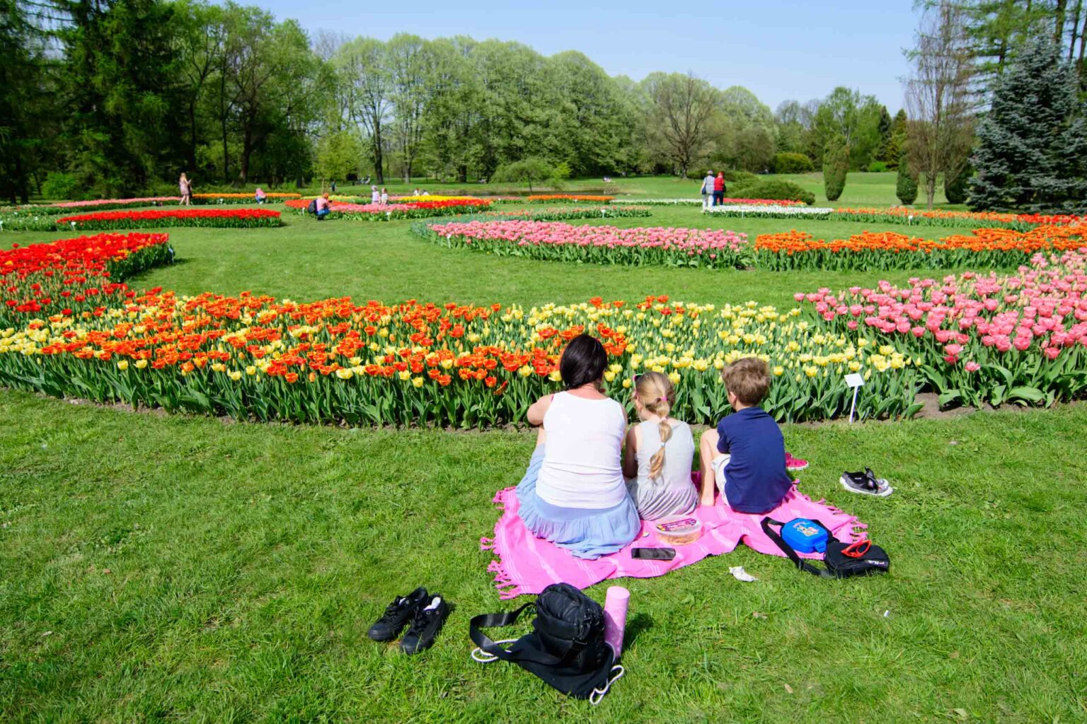 Zakwitly tulipany wiosna w ogrodzie botanicznym 21