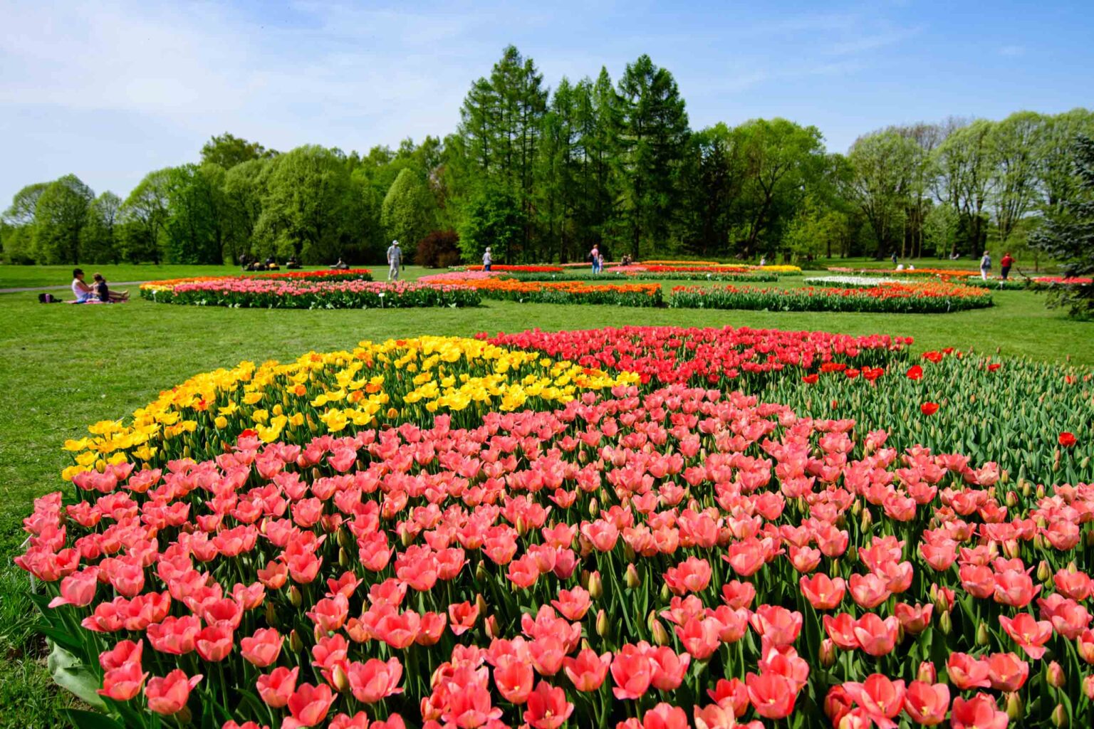 Zakwitly tulipany wiosna w ogrodzie botanicznym 22