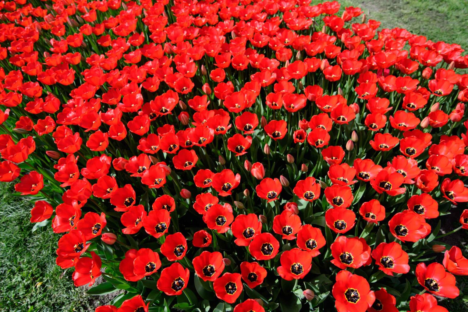 Zakwitly tulipany wiosna w ogrodzie botanicznym 23