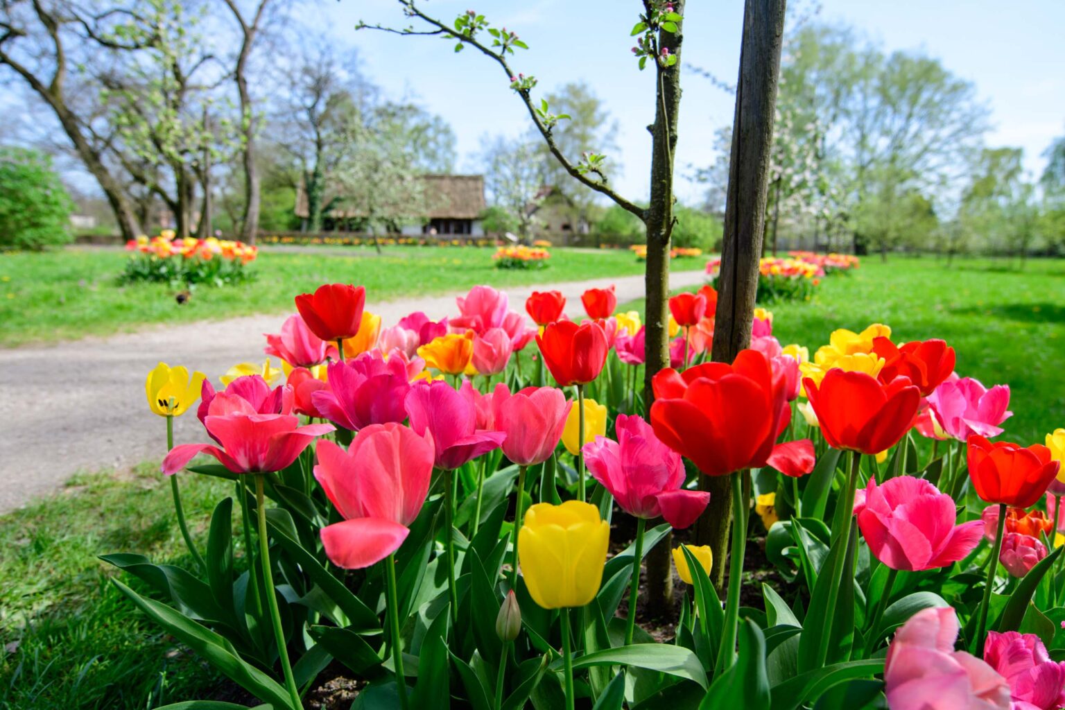 Zakwitly tulipany wiosna w ogrodzie botanicznym 24