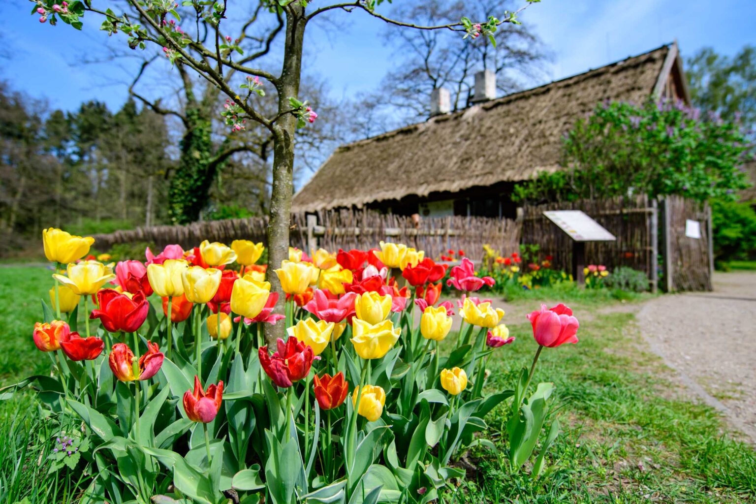 Zakwitly tulipany wiosna w ogrodzie botanicznym 25