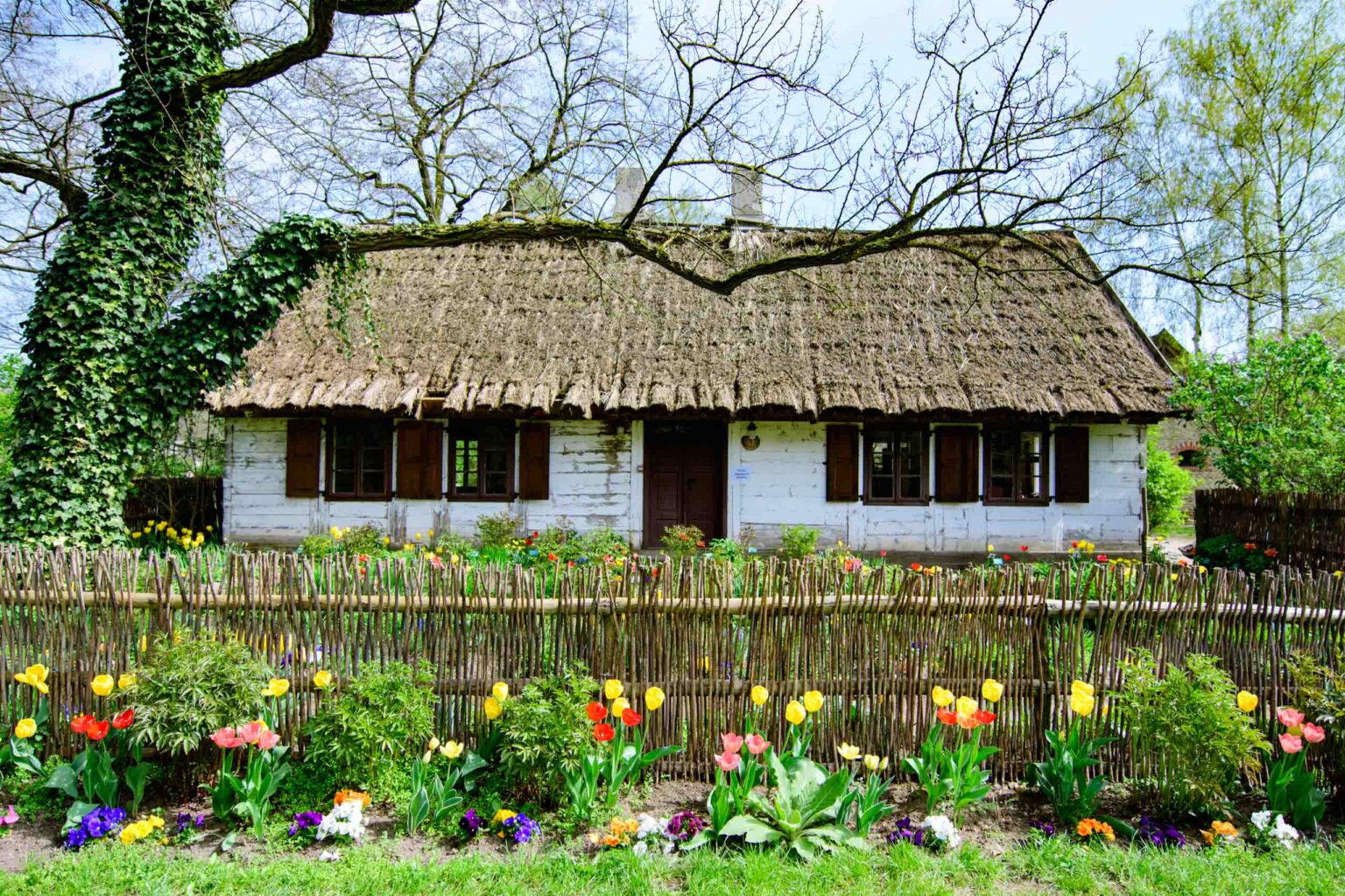 Zakwitly tulipany wiosna w ogrodzie botanicznym 26