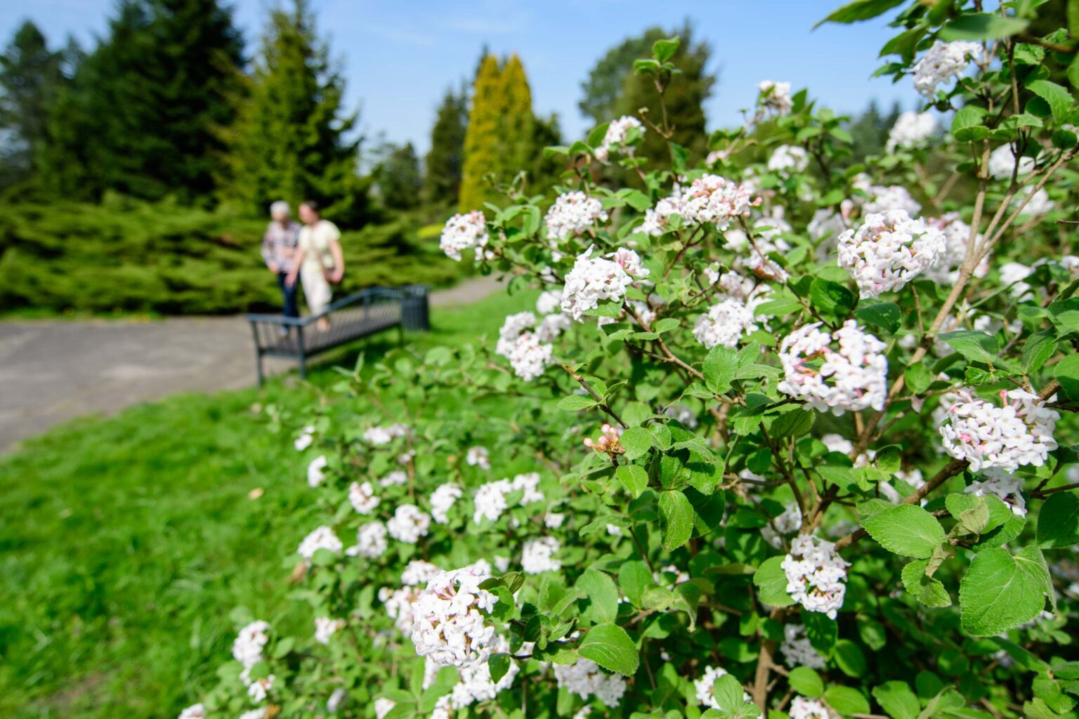 Zakwitly tulipany wiosna w ogrodzie botanicznym 27