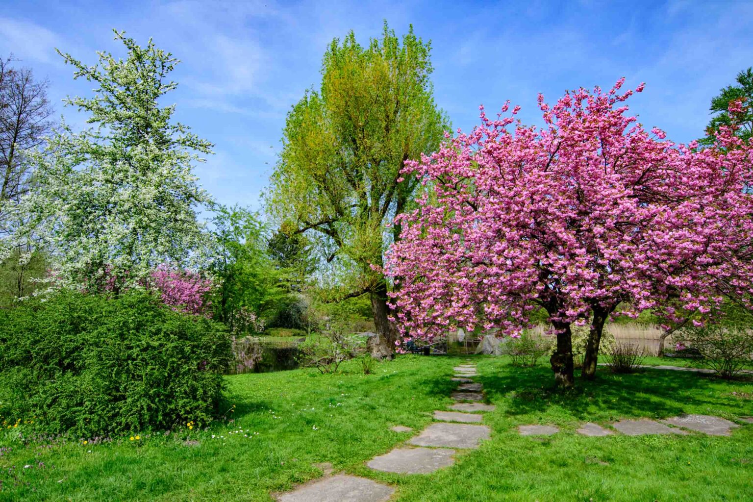 Zakwitly tulipany wiosna w ogrodzie botanicznym 28