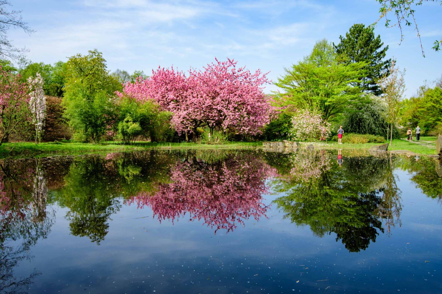 Zakwitly tulipany wiosna w ogrodzie botanicznym 29