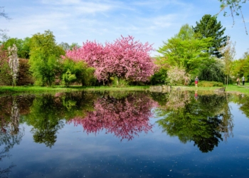 Tulipany w Ogrodzie Botanicznym w Łodzi I 2024-04-09