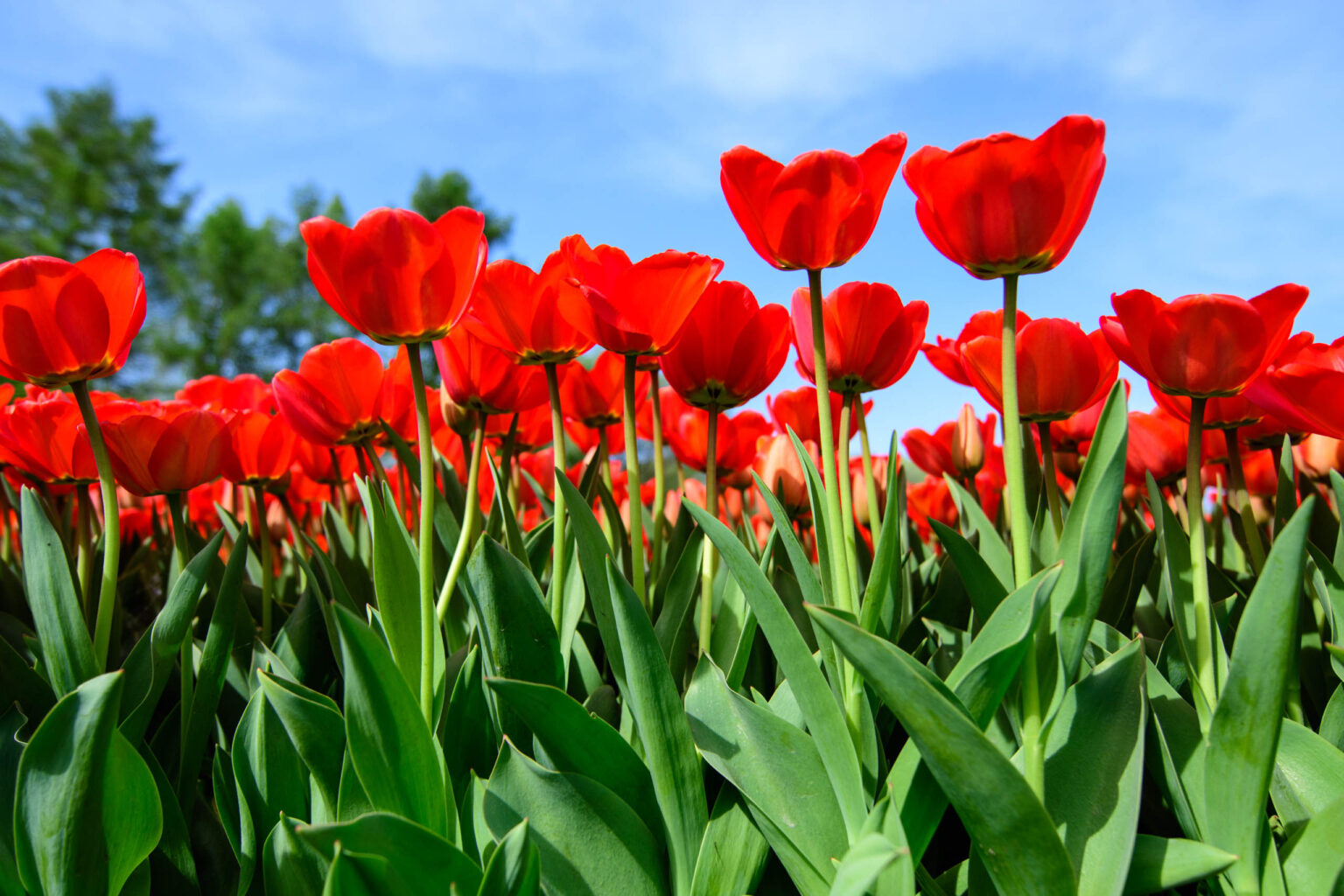 Zakwitly tulipany wiosna w ogrodzie botanicznym 3