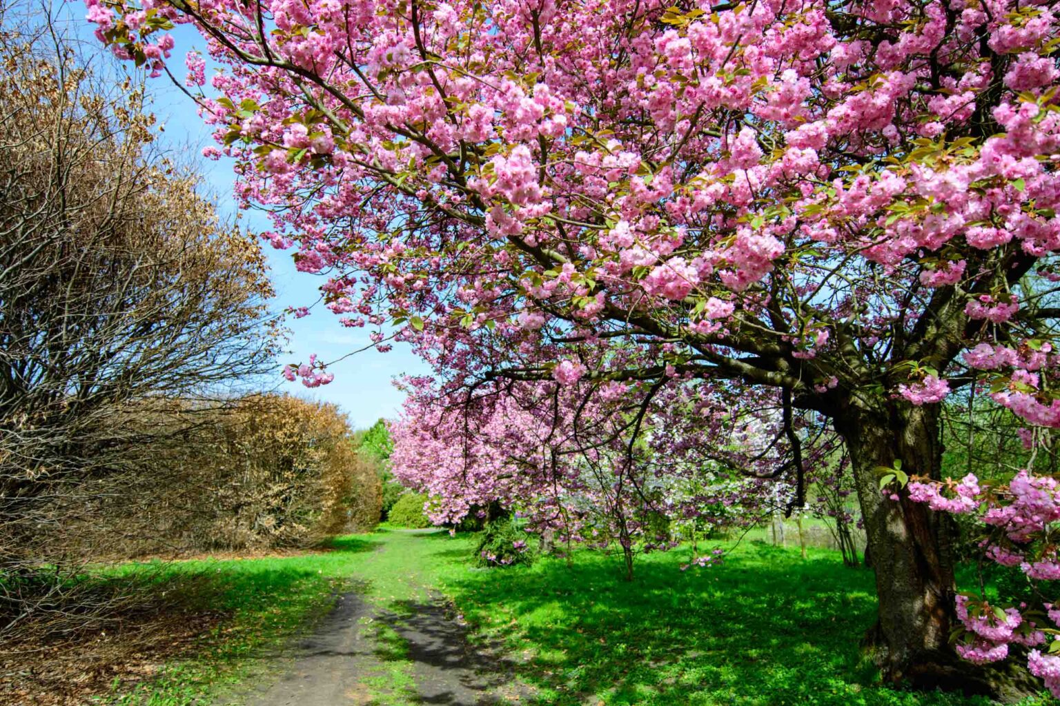 Zakwitly tulipany wiosna w ogrodzie botanicznym 30