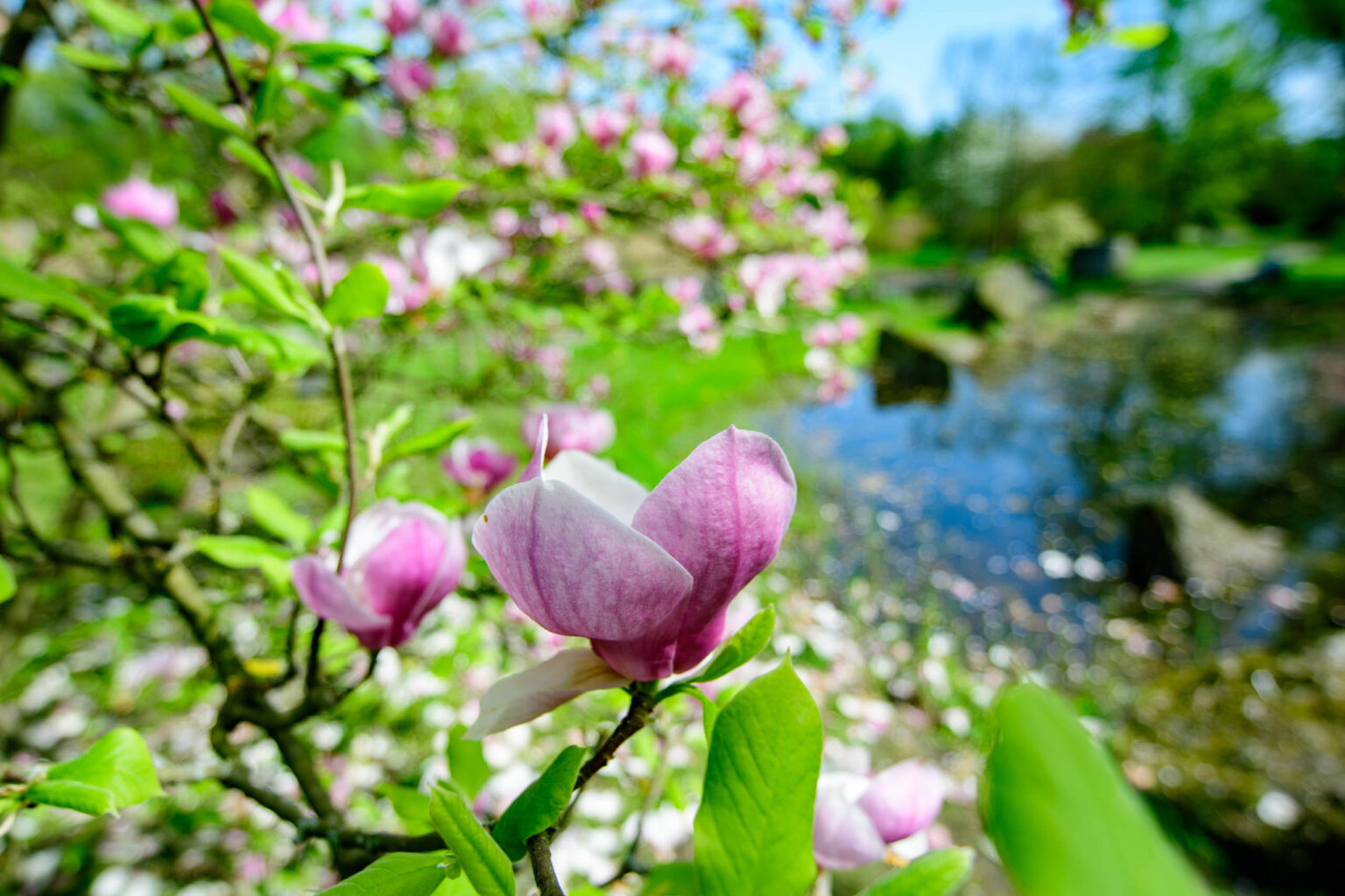 Zakwitly tulipany wiosna w ogrodzie botanicznym 31