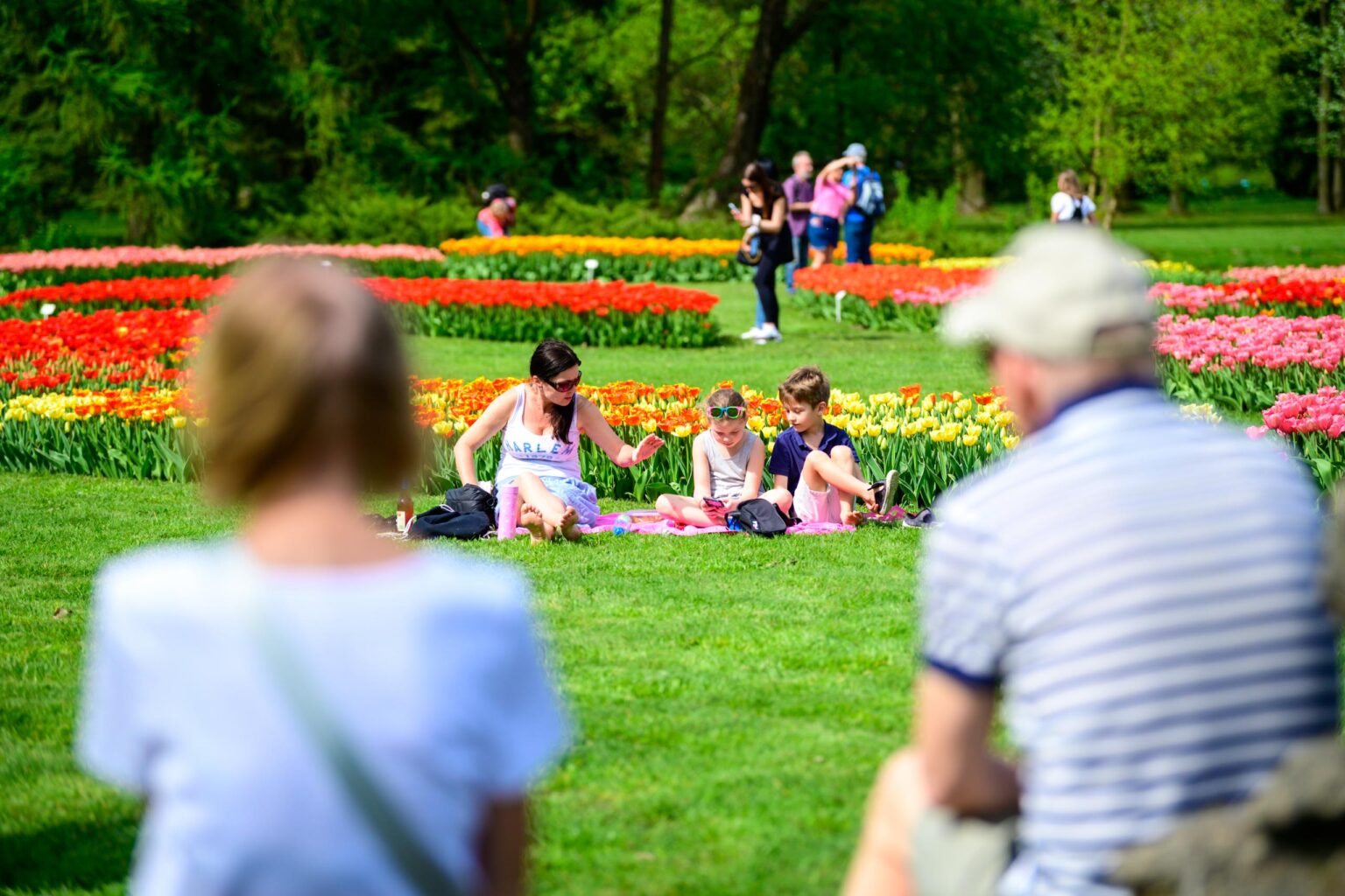 Zakwitly tulipany wiosna w ogrodzie botanicznym 32