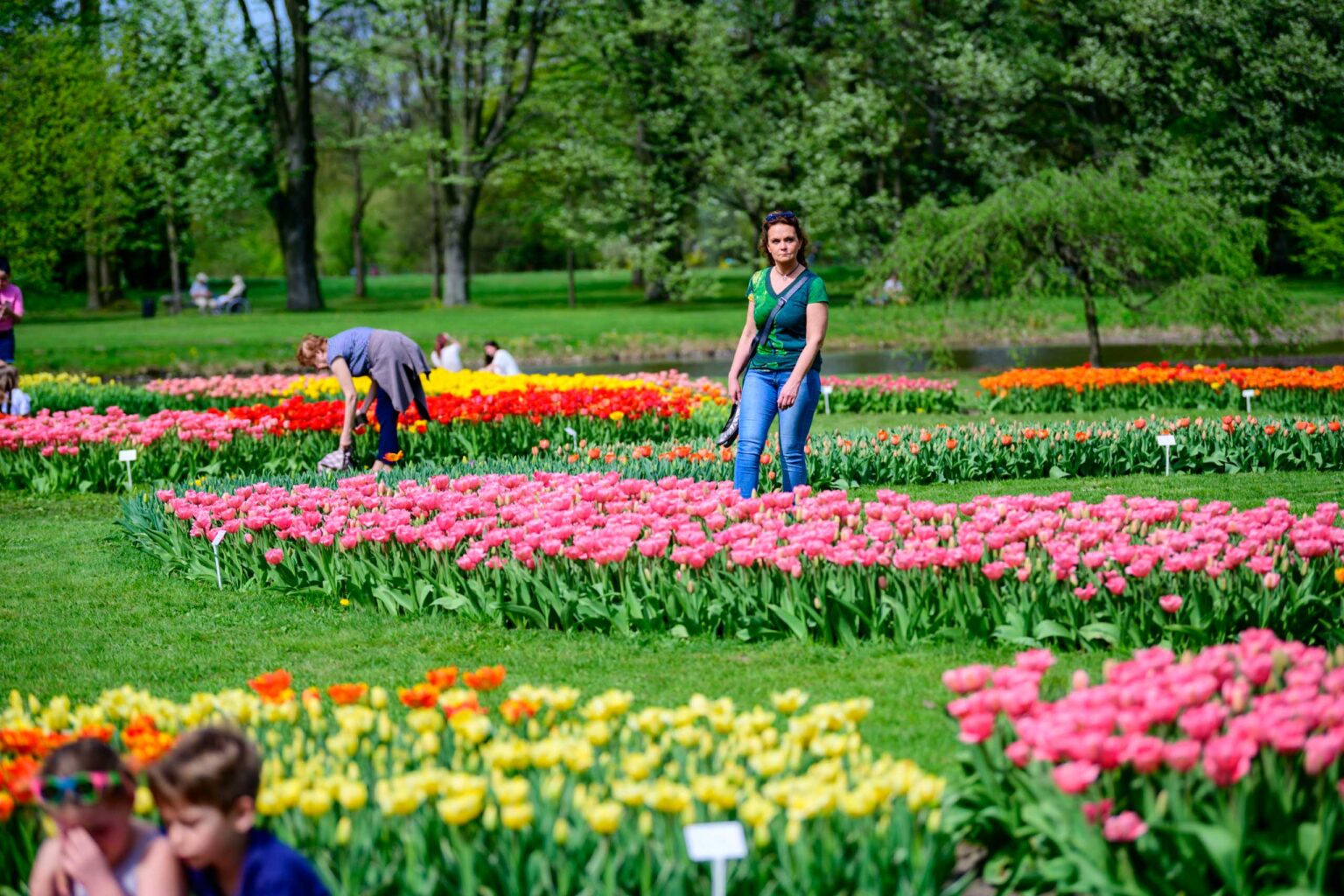 Zakwitly tulipany wiosna w ogrodzie botanicznym 33