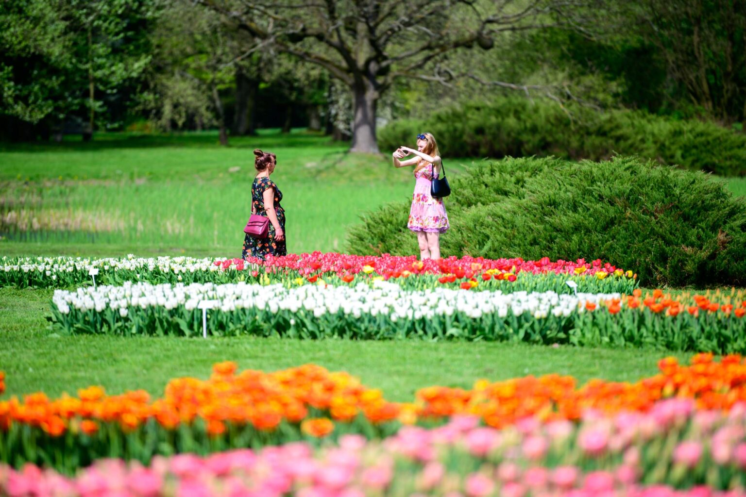Zakwitly tulipany wiosna w ogrodzie botanicznym 34