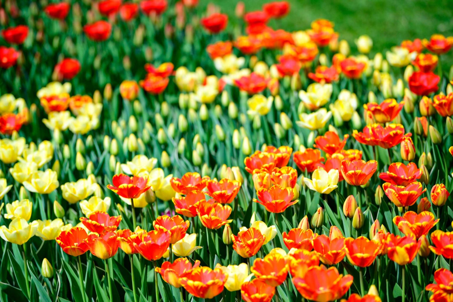Zakwitly tulipany wiosna w ogrodzie botanicznym 35
