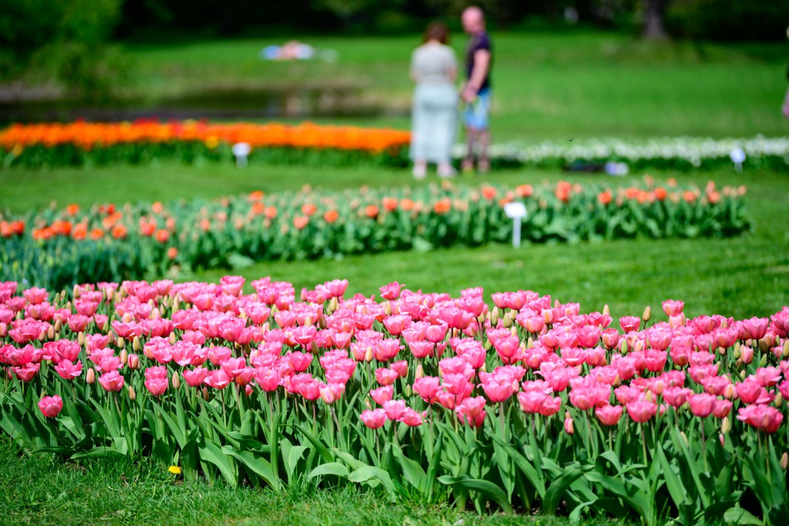 Zakwitly tulipany wiosna w ogrodzie botanicznym 36