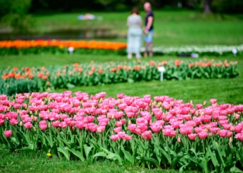 Tulipany w Ogrodzie Botanicznym w Łodzi I 2024-04-09