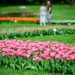 Tulipany w Ogrodzie Botanicznym w Łodzi I 2024-04-09