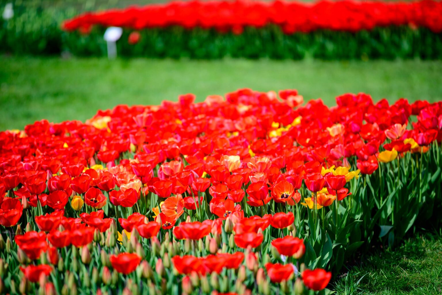 Zakwitly tulipany wiosna w ogrodzie botanicznym 37