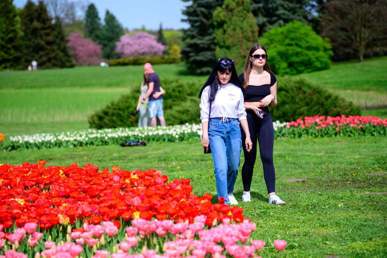 Zakwitly tulipany wiosna w ogrodzie botanicznym 39