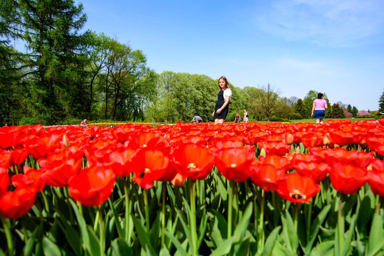 Zakwitly tulipany wiosna w ogrodzie botanicznym 4