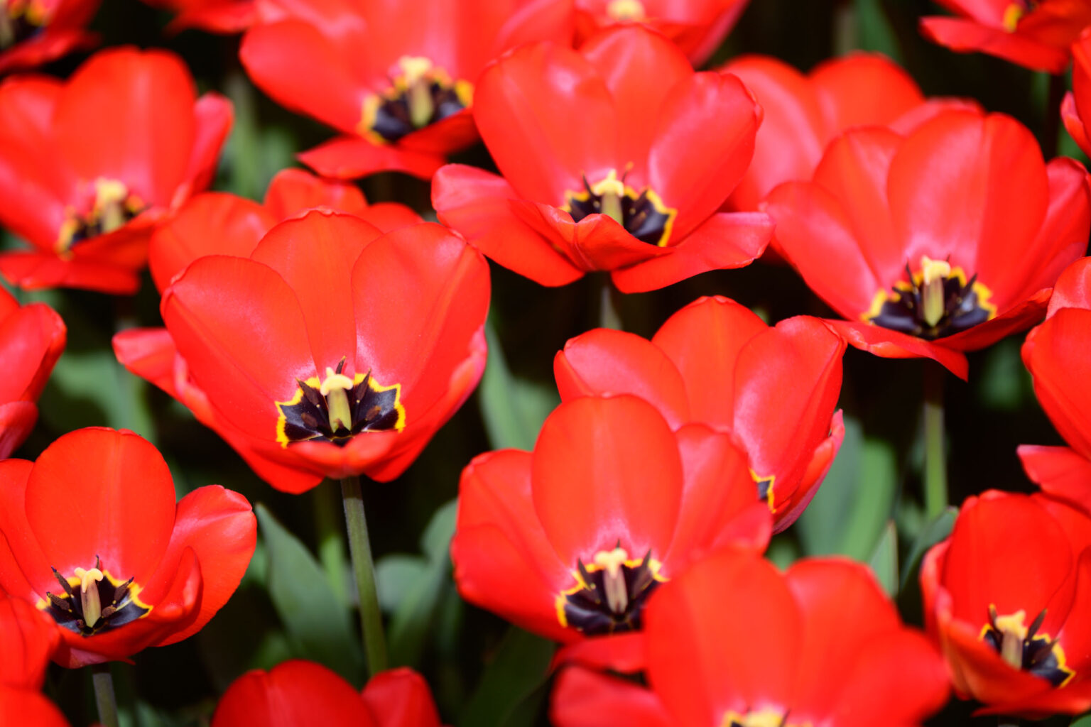 Zakwitly tulipany wiosna w ogrodzie botanicznym 41