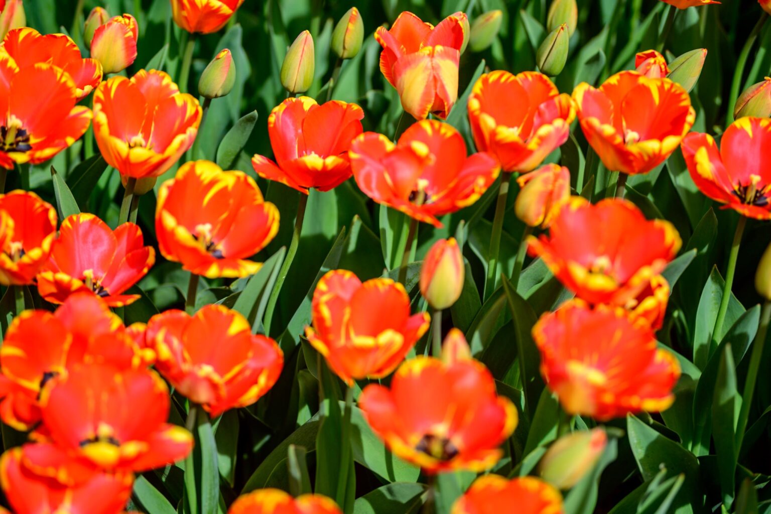 Zakwitly tulipany wiosna w ogrodzie botanicznym 43