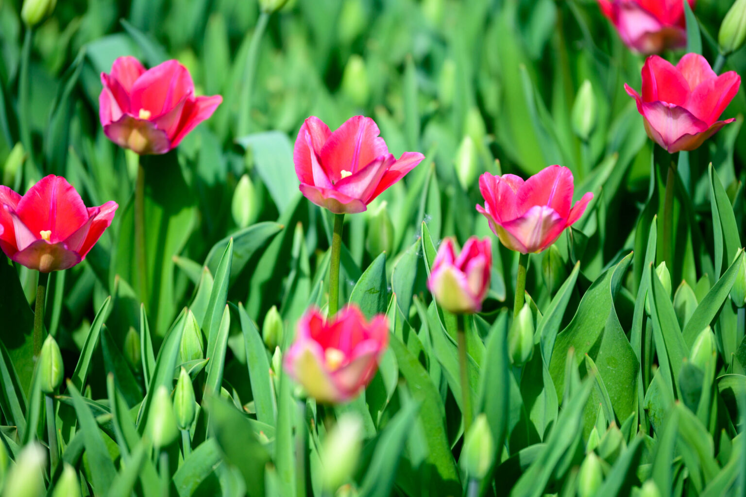 Zakwitly tulipany wiosna w ogrodzie botanicznym 44