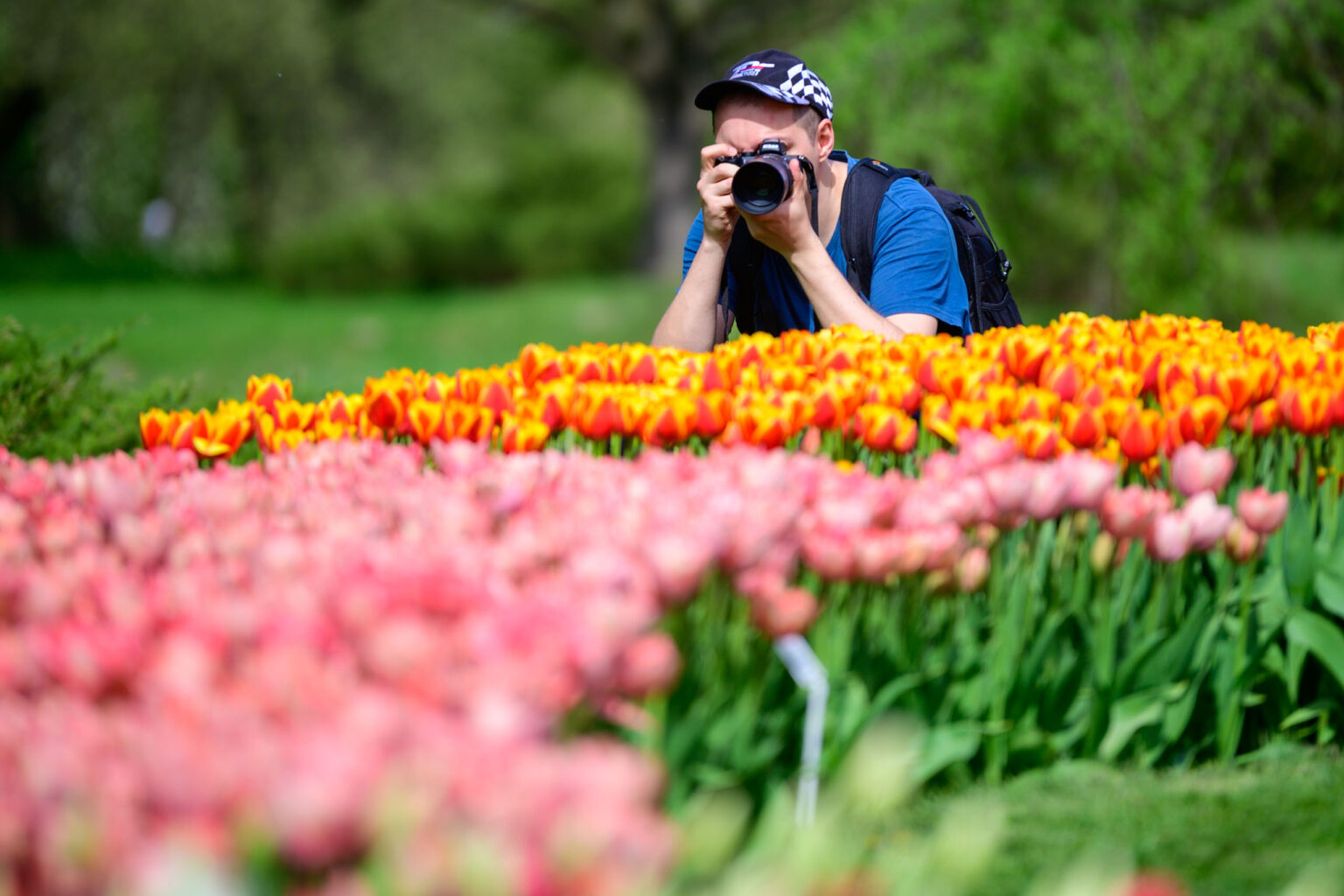 Zakwitly tulipany wiosna w ogrodzie botanicznym 45