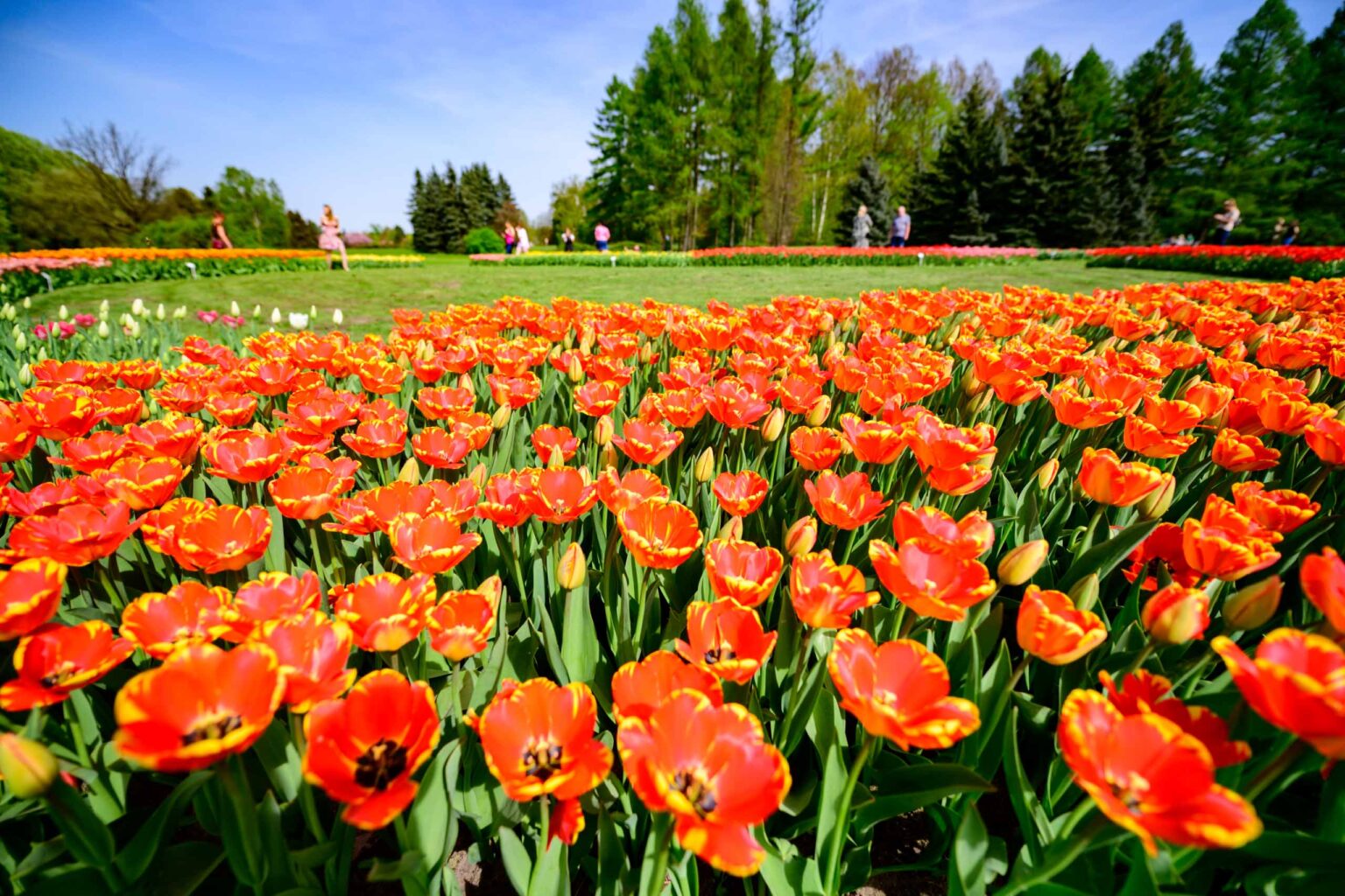 Zakwitly tulipany wiosna w ogrodzie botanicznym 46