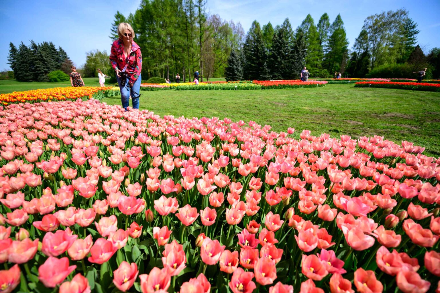 Zakwitly tulipany wiosna w ogrodzie botanicznym 47