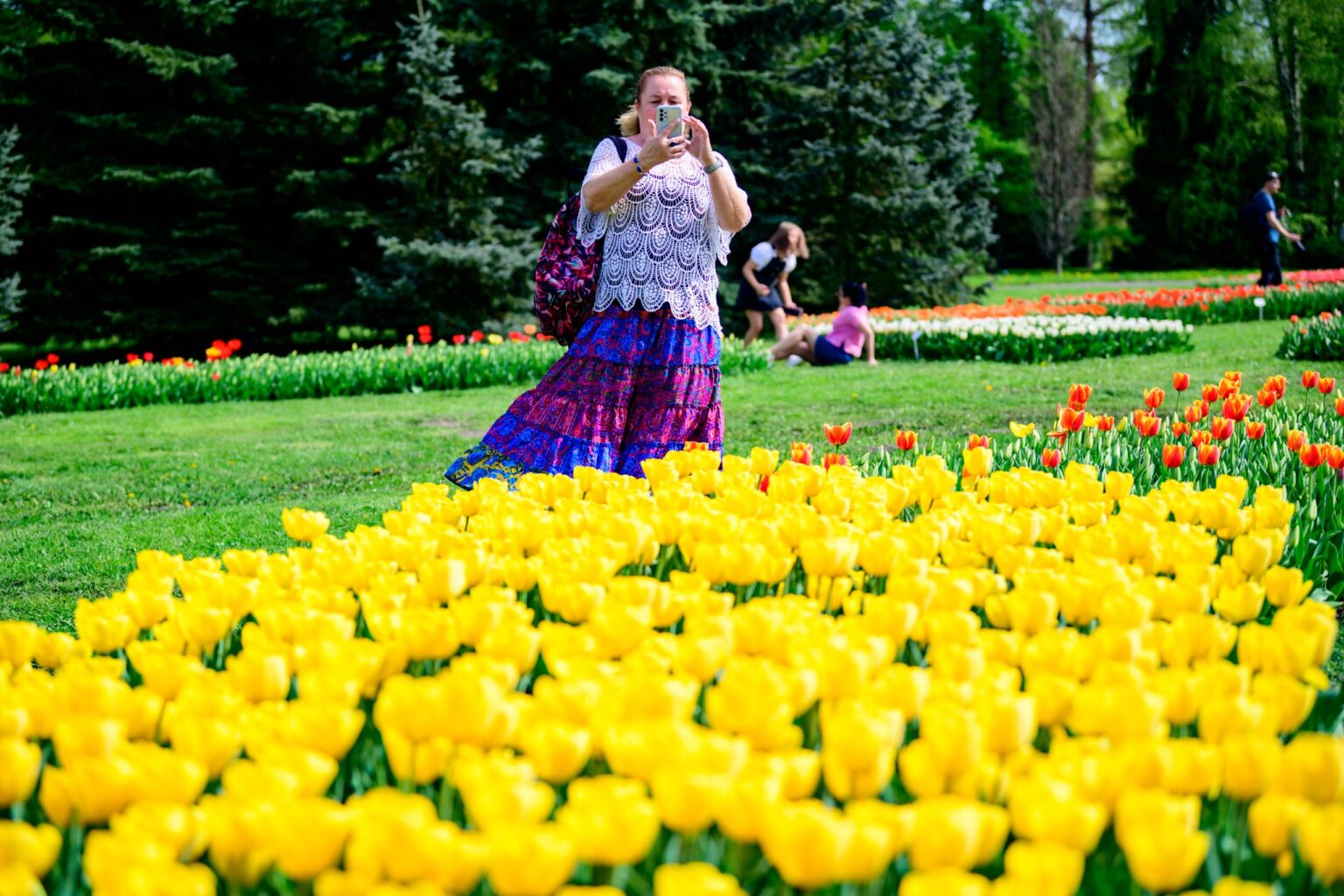 Zakwitly tulipany wiosna w ogrodzie botanicznym 48
