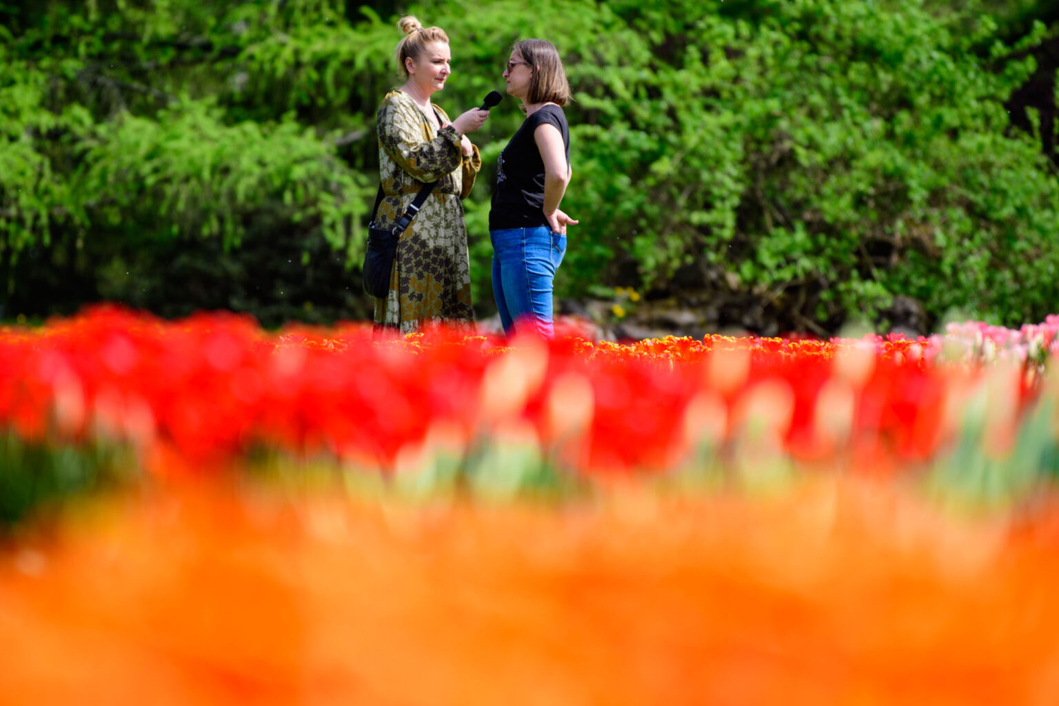 Zakwitly tulipany wiosna w ogrodzie botanicznym 5