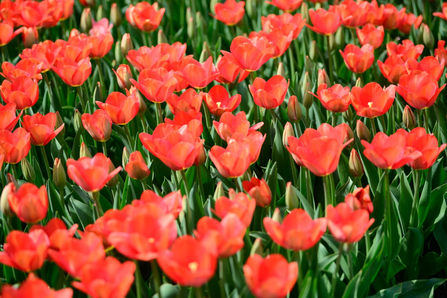 Zakwitly tulipany wiosna w ogrodzie botanicznym 50