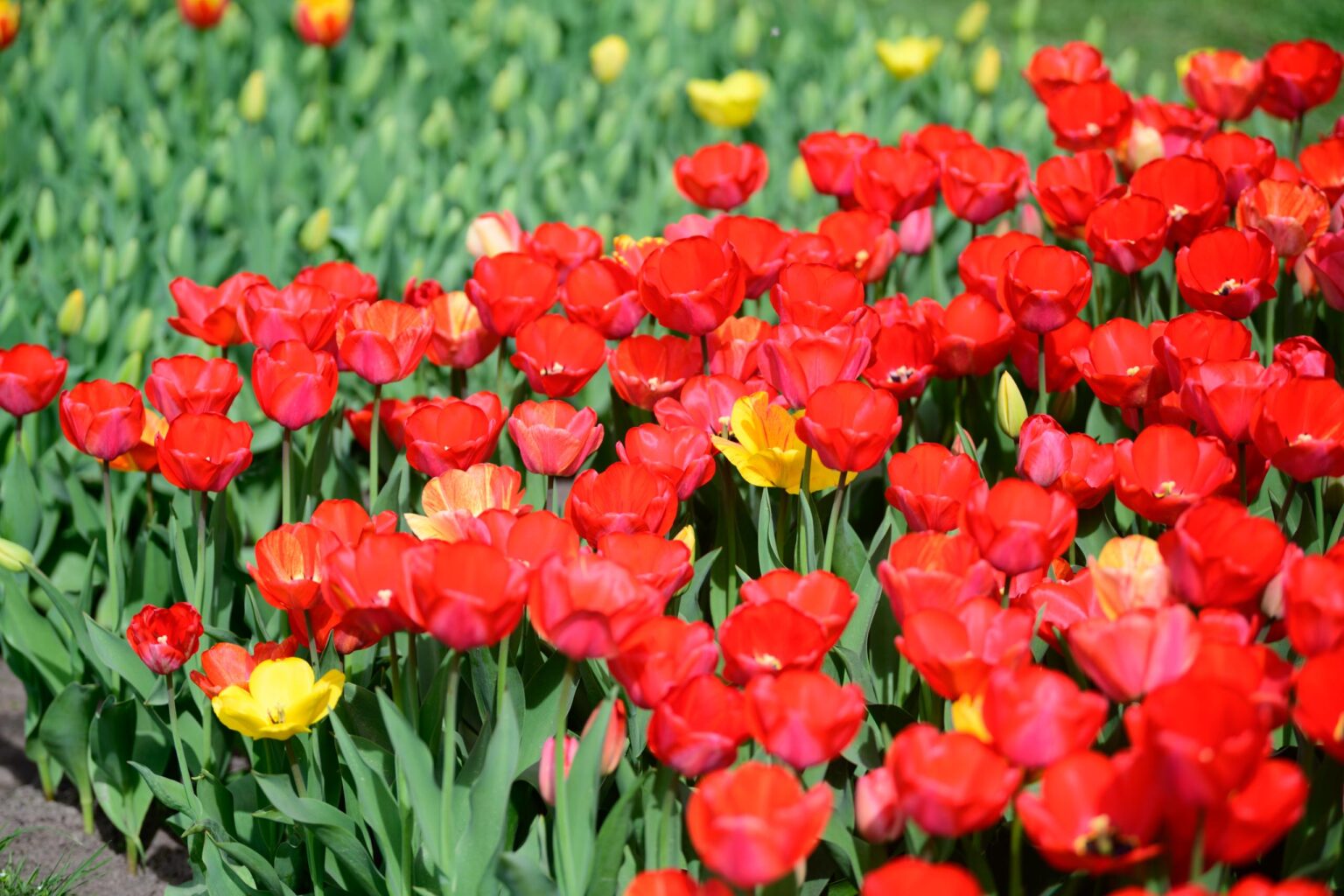 Zakwitly tulipany wiosna w ogrodzie botanicznym 51