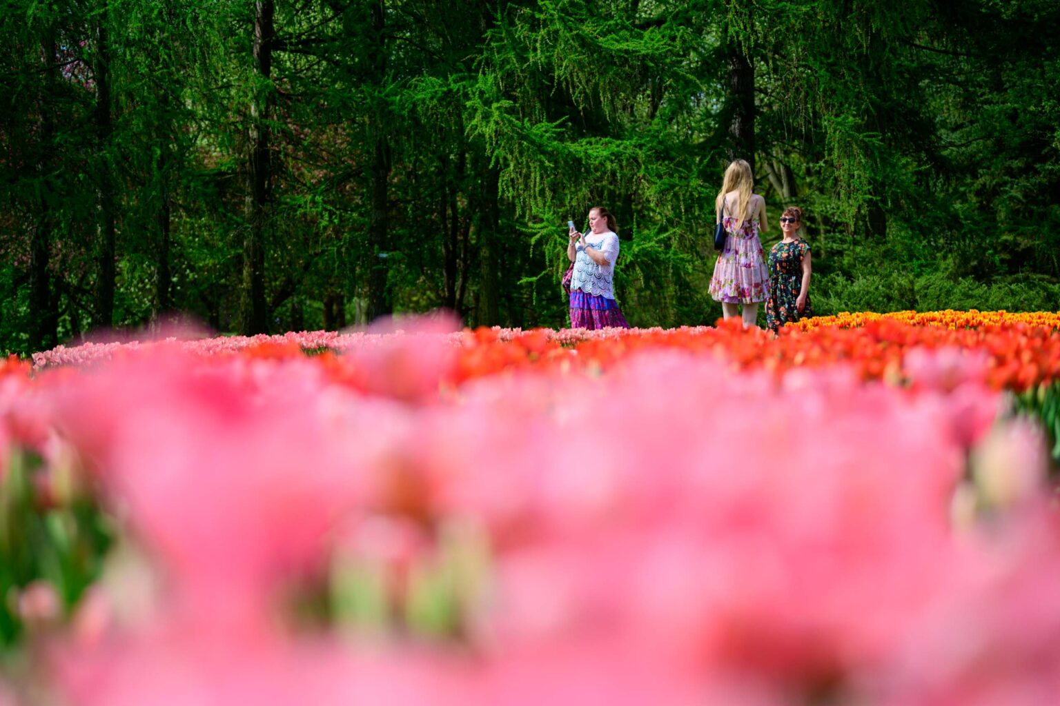 Zakwitly tulipany wiosna w ogrodzie botanicznym 52
