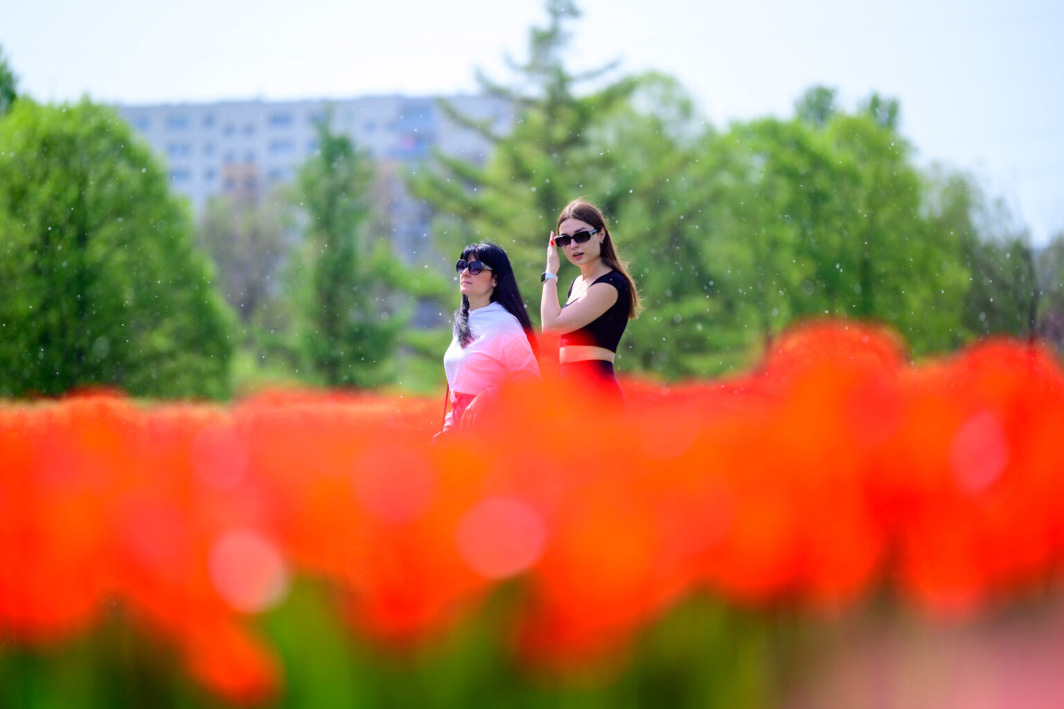 Zakwitly tulipany wiosna w ogrodzie botanicznym 53