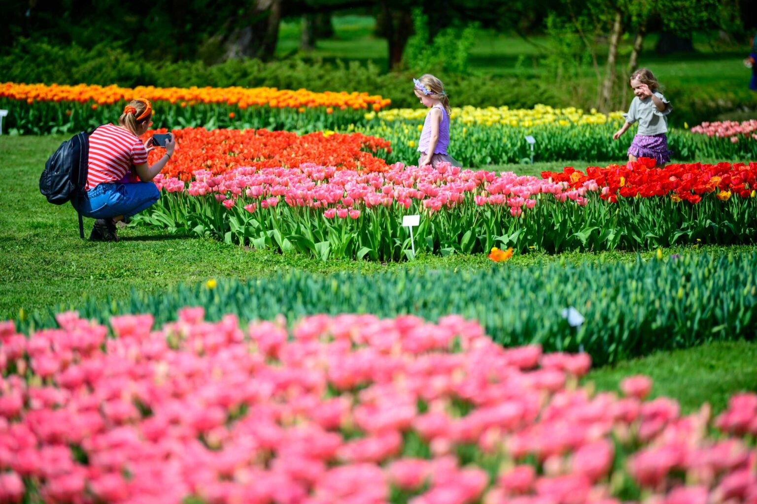 Zakwitly tulipany wiosna w ogrodzie botanicznym 54