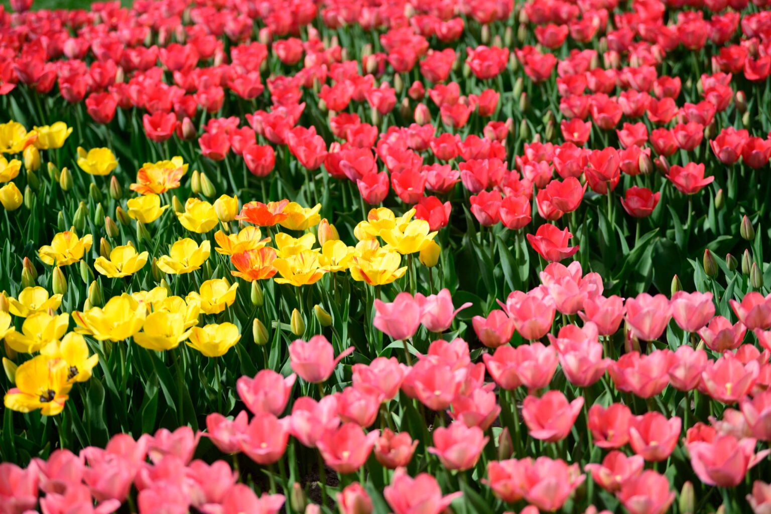 Zakwitly tulipany wiosna w ogrodzie botanicznym 55