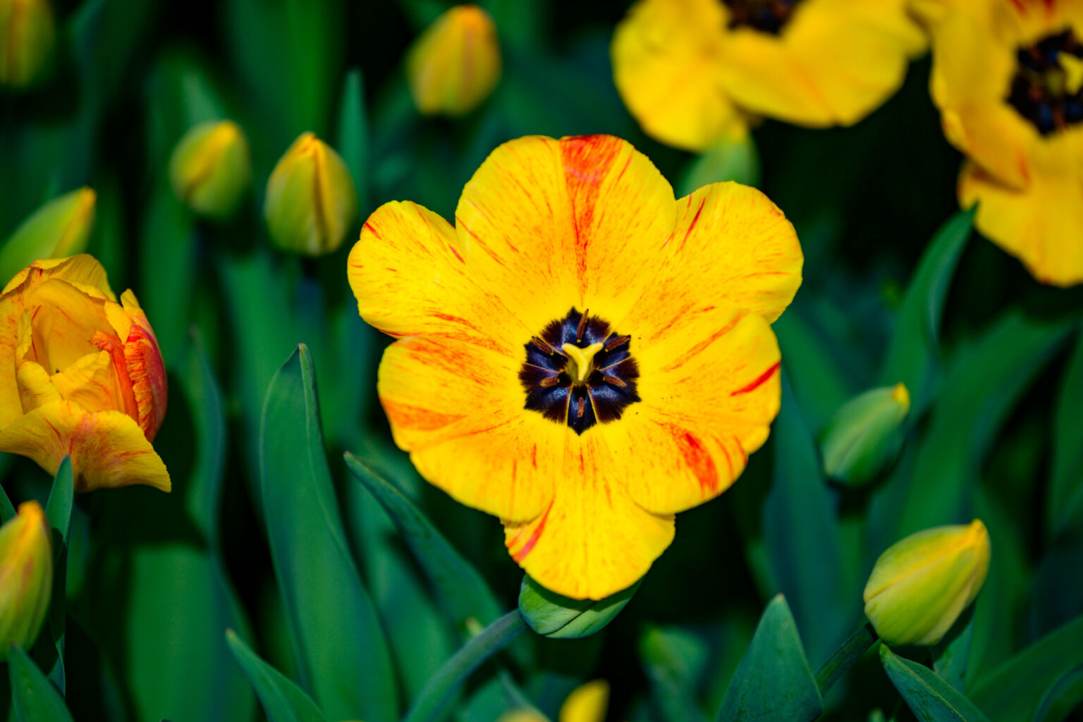 Zakwitly tulipany wiosna w ogrodzie botanicznym 57