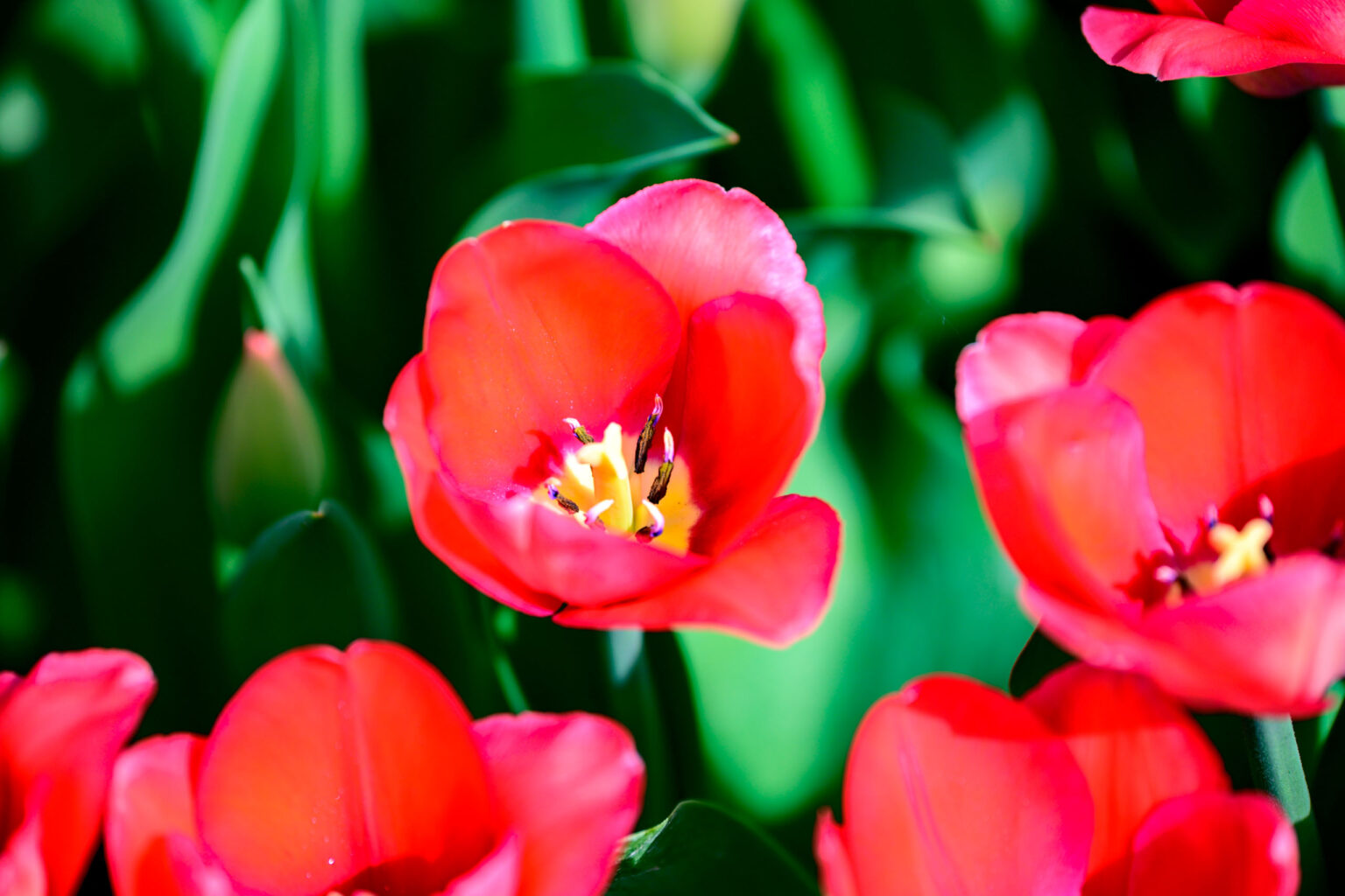 Zakwitly tulipany wiosna w ogrodzie botanicznym 58