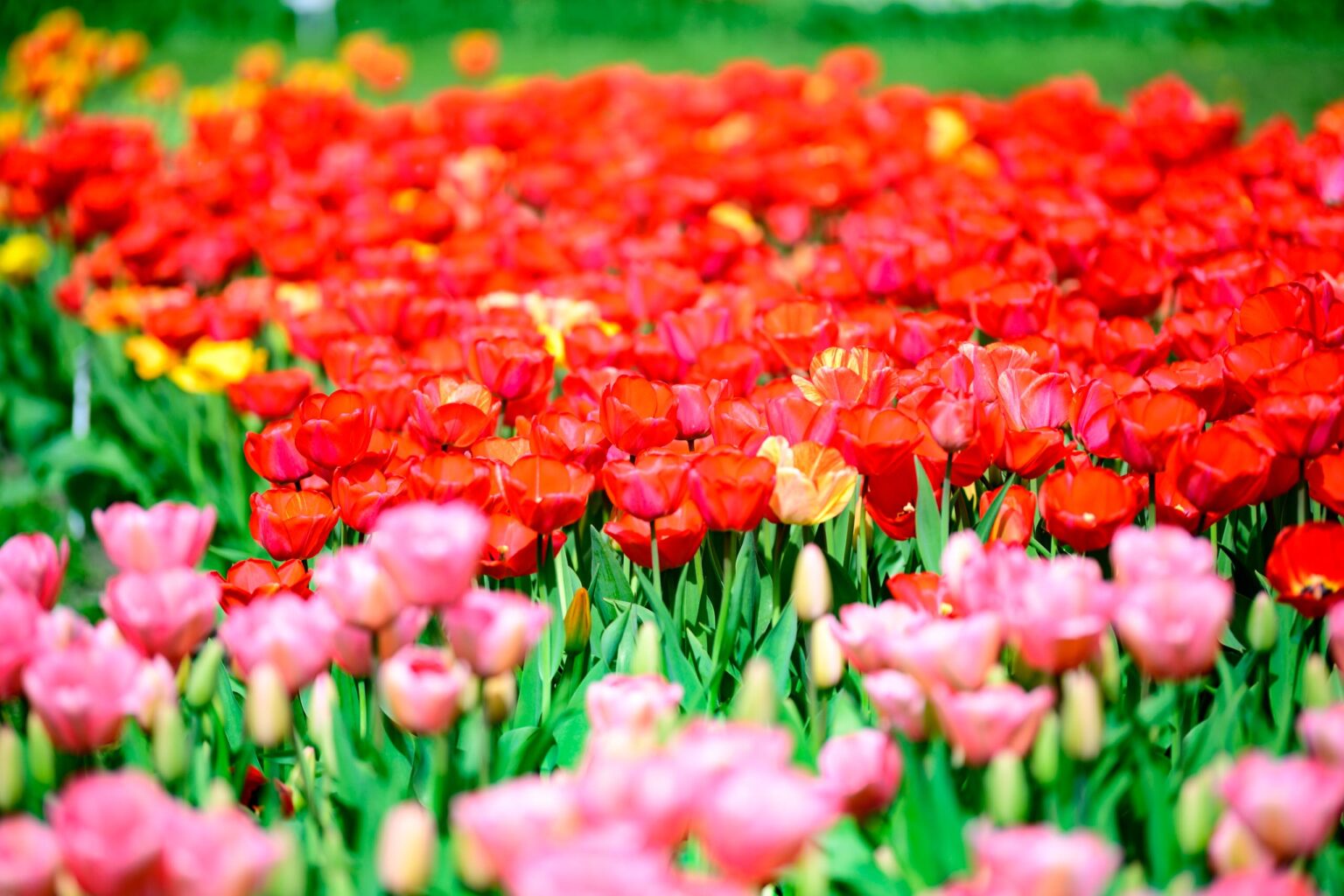 Zakwitly tulipany wiosna w ogrodzie botanicznym 59