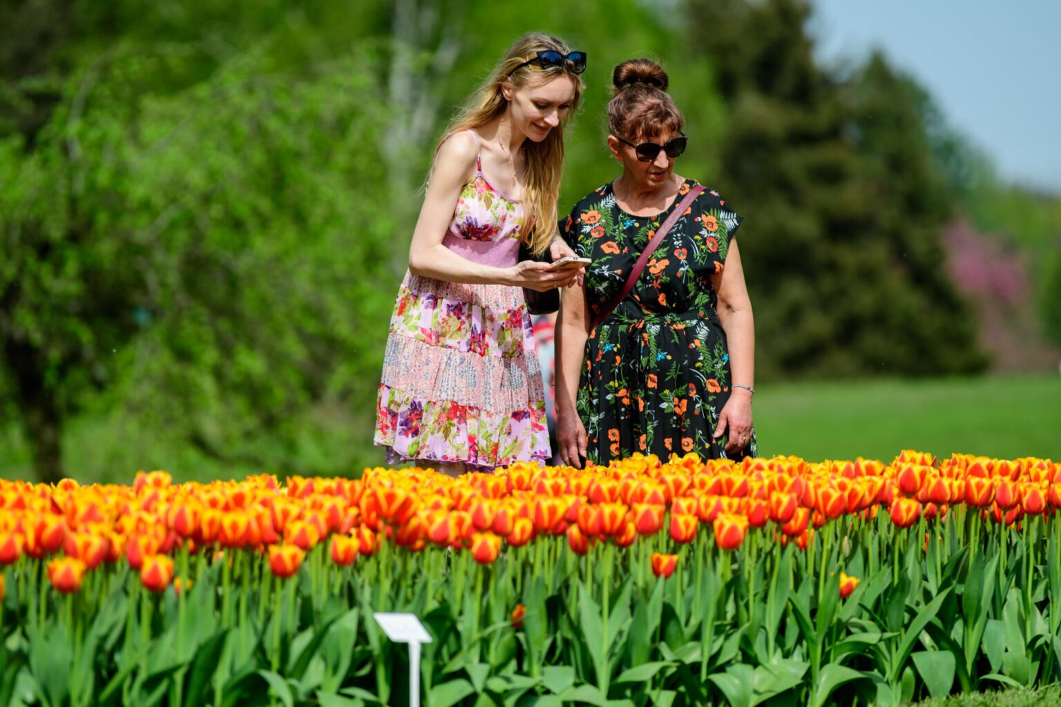 Zakwitly tulipany wiosna w ogrodzie botanicznym 6
