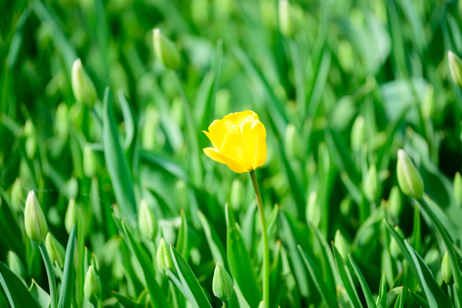Zakwitly tulipany wiosna w ogrodzie botanicznym 60