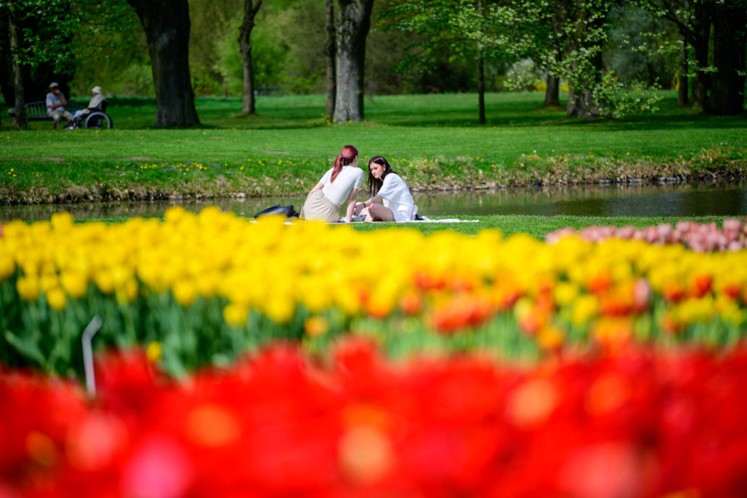 Zakwitly tulipany wiosna w ogrodzie botanicznym 61