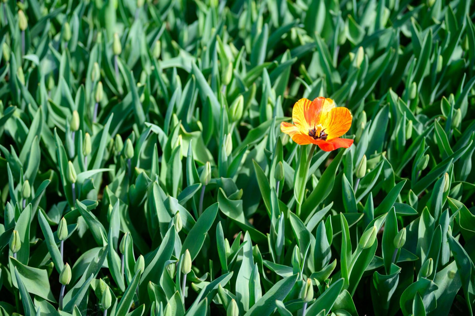 Zakwitly tulipany wiosna w ogrodzie botanicznym 65